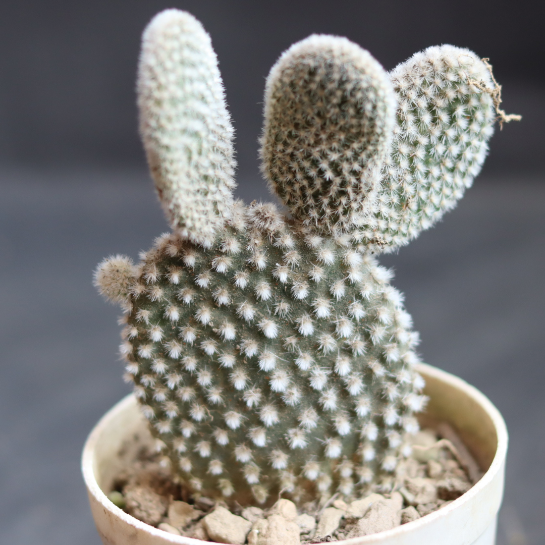 WHITE BUNNY EAR CACTUS (BARE ROOTED)