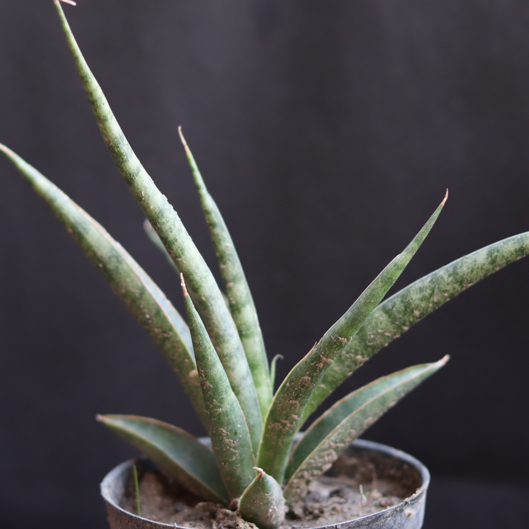 Sansevieria bacularis ‘Mikado’ – Fernwood Snake (Bare Rooted)