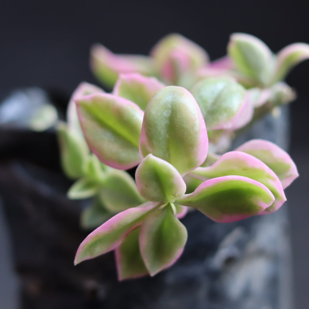 Variegated Baby Sunrose (Bare Rooted)