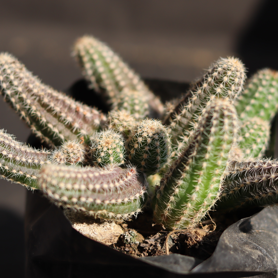 Echinopsis Chamaecereus - Peanut Cactus (Bare Rooted)