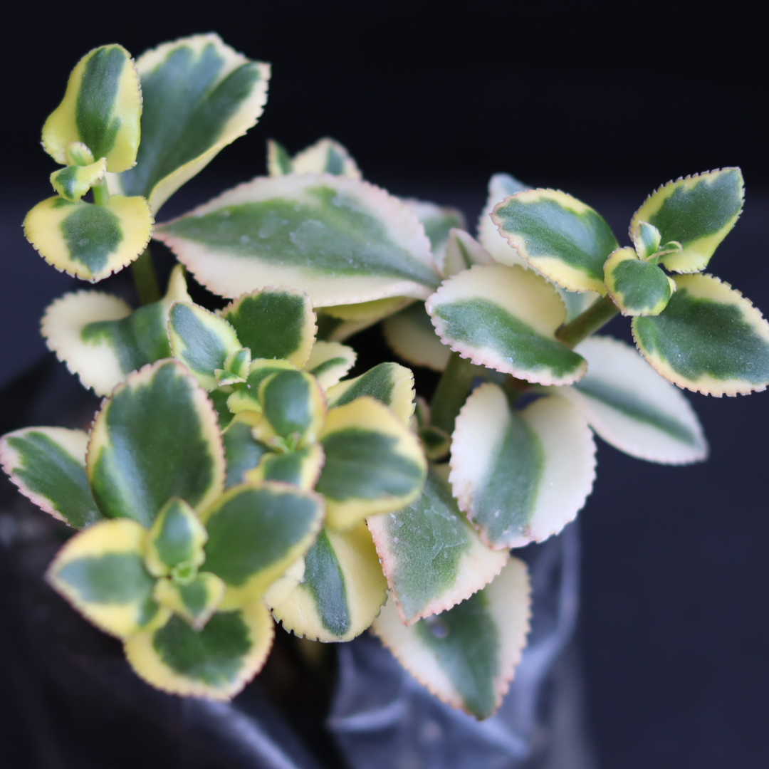 VARIEGATED LEAVES (BARE ROOTED)