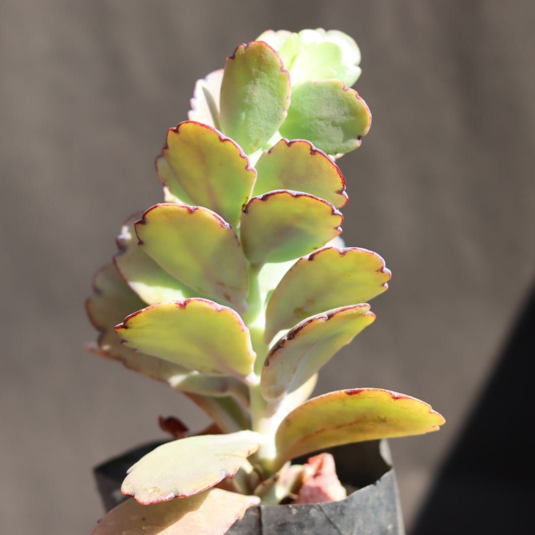 Kalanchoe Fetchschonki Variegata (Bare Rooted)