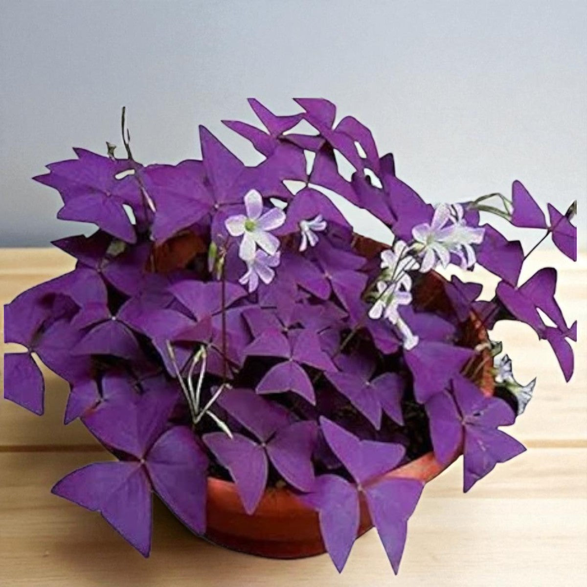 Oxalis Triangularis Purple Bulb