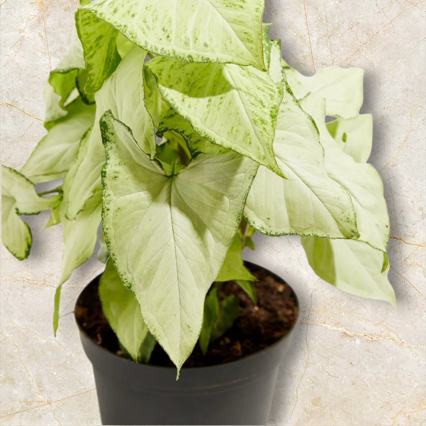 Syngonium Holly