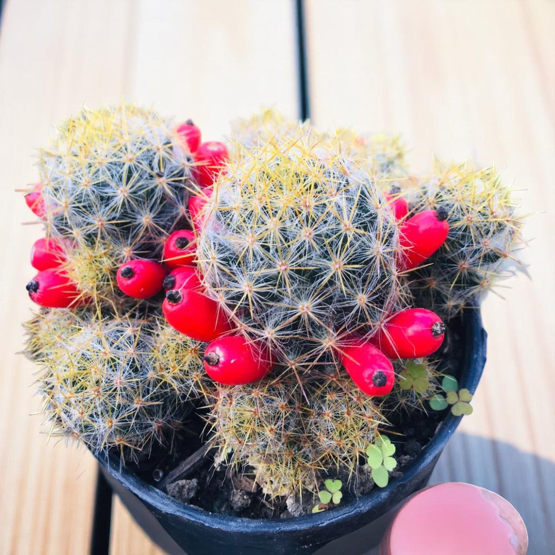 Mammillaria Prolifera (Bare Rooted)