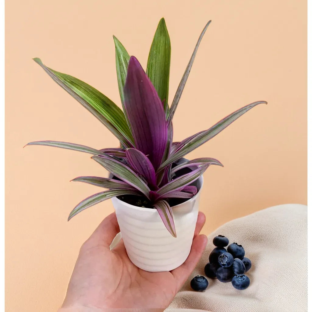 Tradescantia spathacea Rhoeo Plant