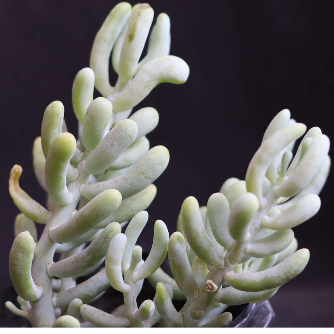 Sedum Allantoides