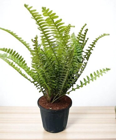 Golden Fern Plant