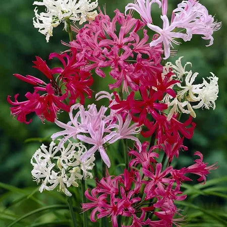 Neirine Lily Bulb