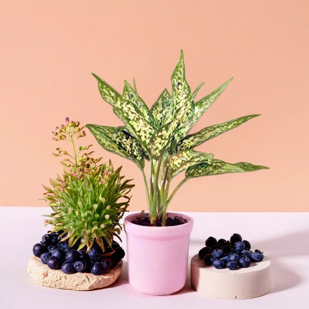 Aglaonema Snow White Plant