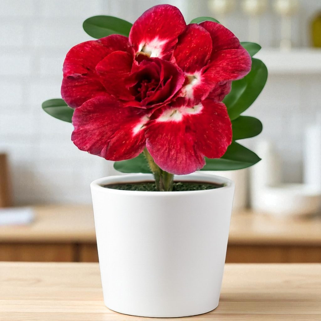 Adenium R65