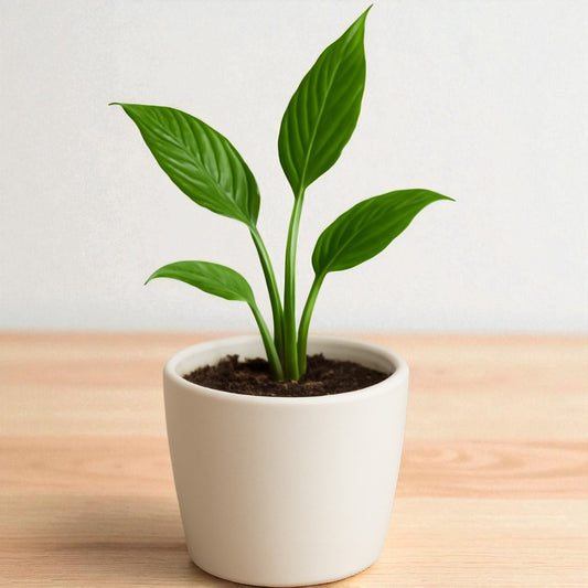 Peace Lily Sapling(Spathiphyllum Air Purifier Plant)