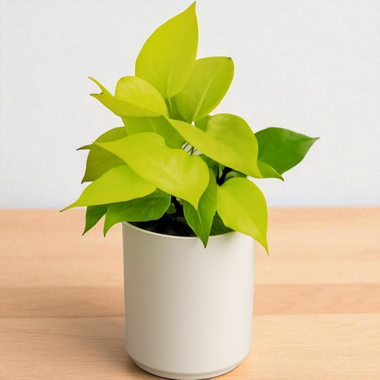 Golden Money Plant (Epipremnum aureum)