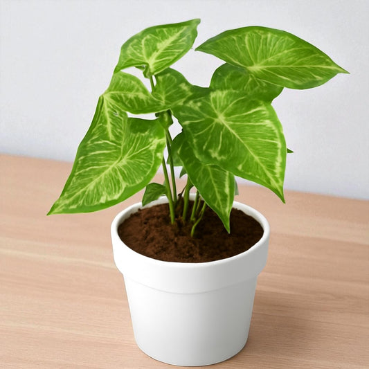 Syngonium Reticulata Sapling
