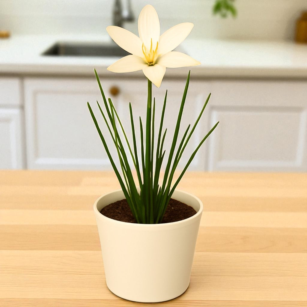 White Rain Lily Bulb
