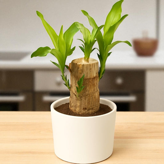 Brazilian Wood Plant