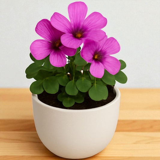Oxalis pink Bulbs