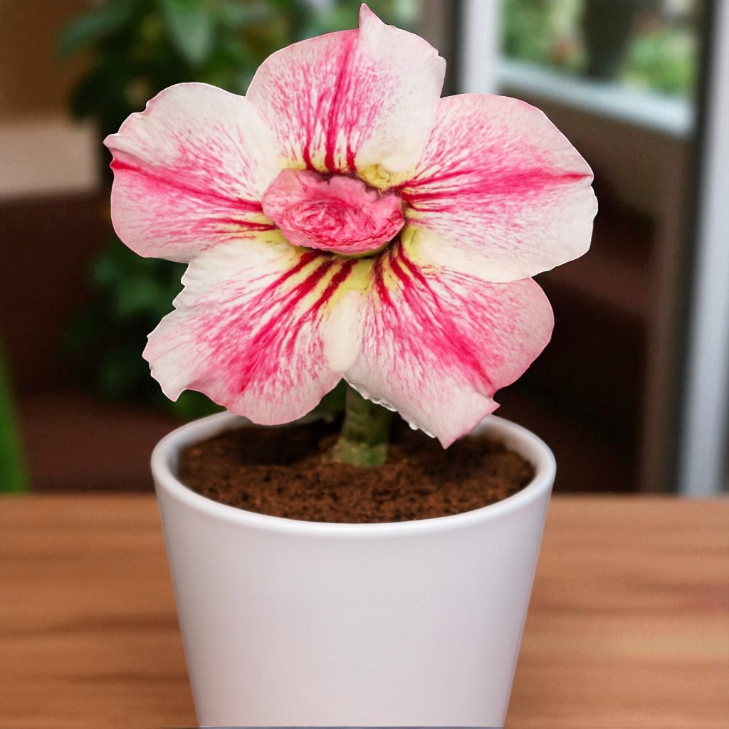Adenium R53