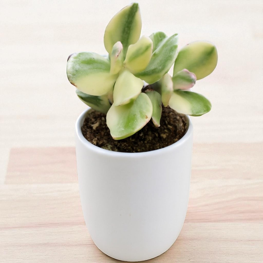 Variegated Jade Plant (Crassula Ovata)