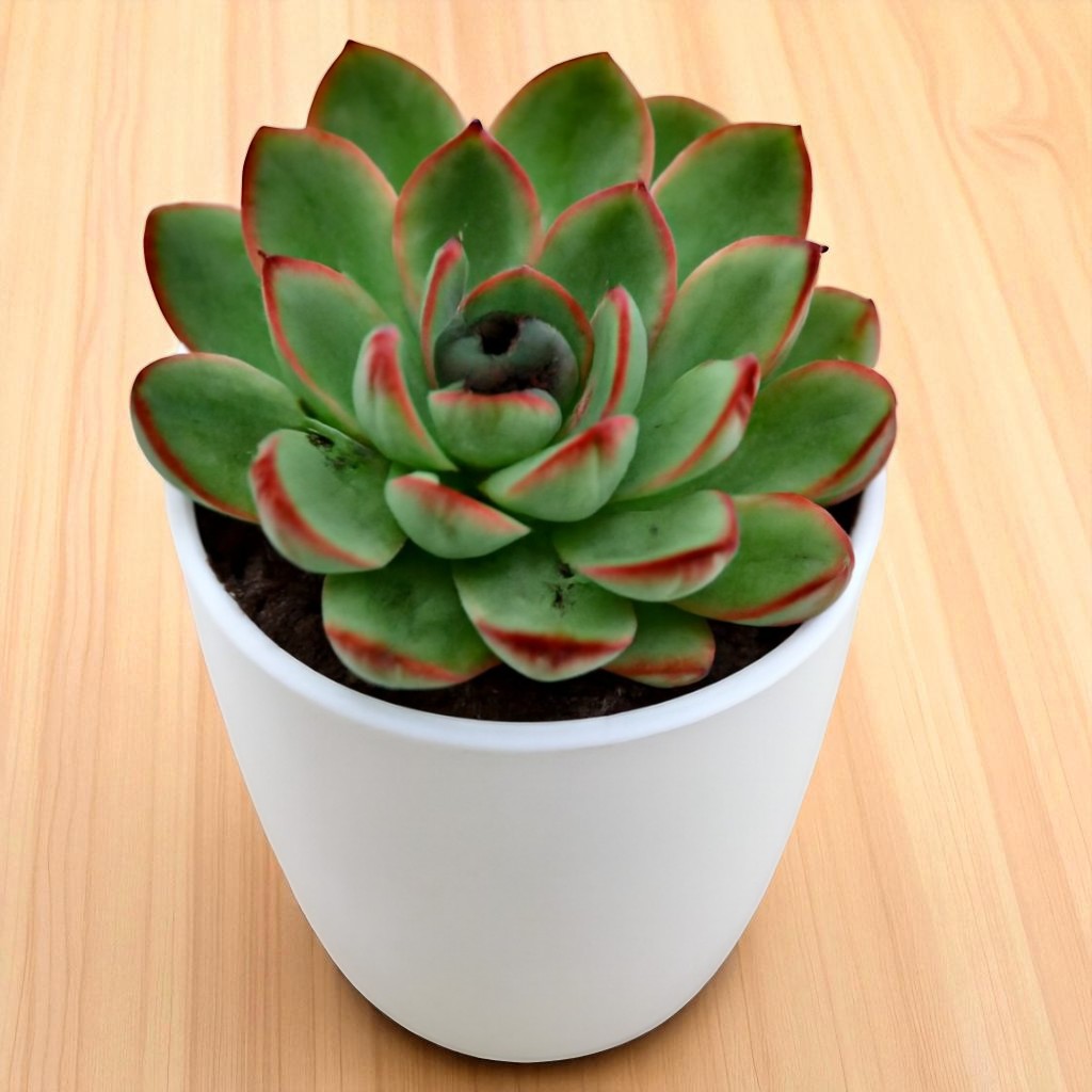 Echeveria pulidonis (Bare Rooted)