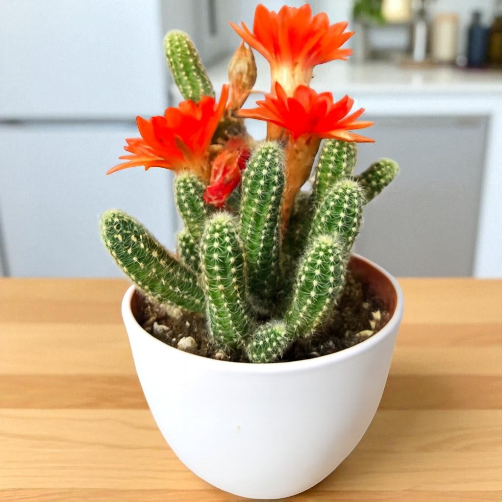 Echinopsis Chamaecereus - Peanut Cactus