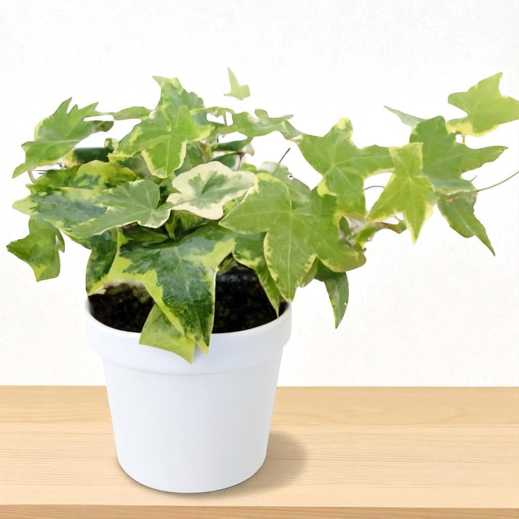 English Ivy (Bare Rooted)