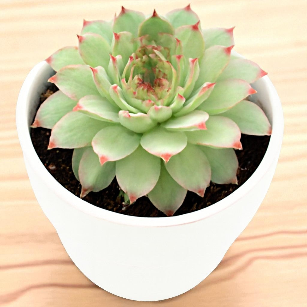 Sempervium Calcereum