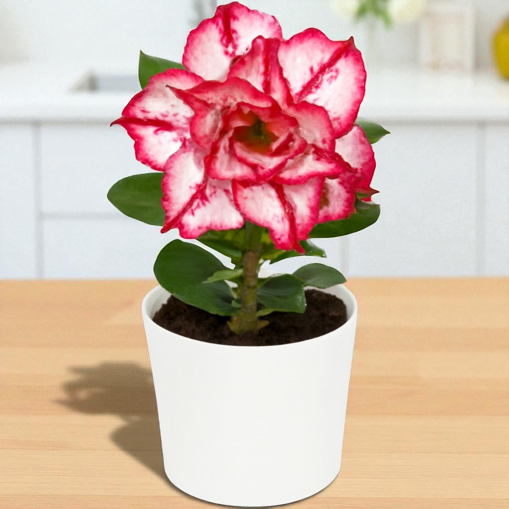 Adenium R169