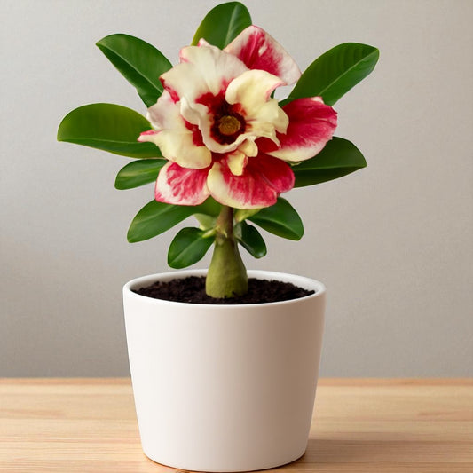 Adenium R181