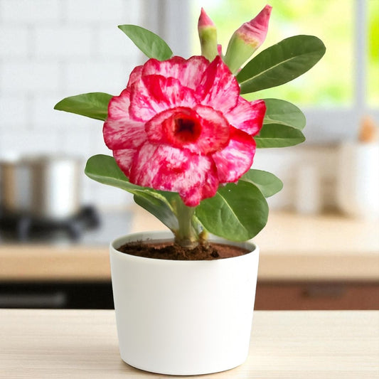 Adenium R165