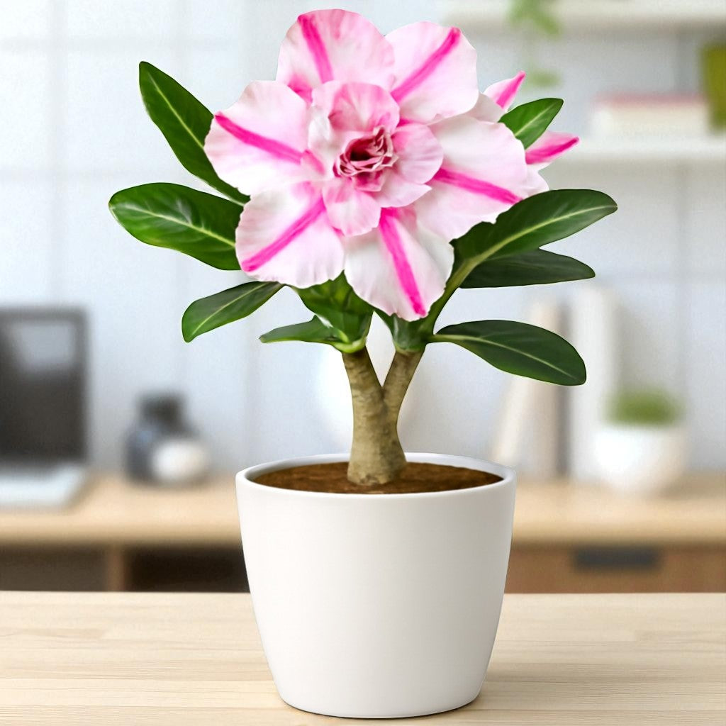 Adenium R166