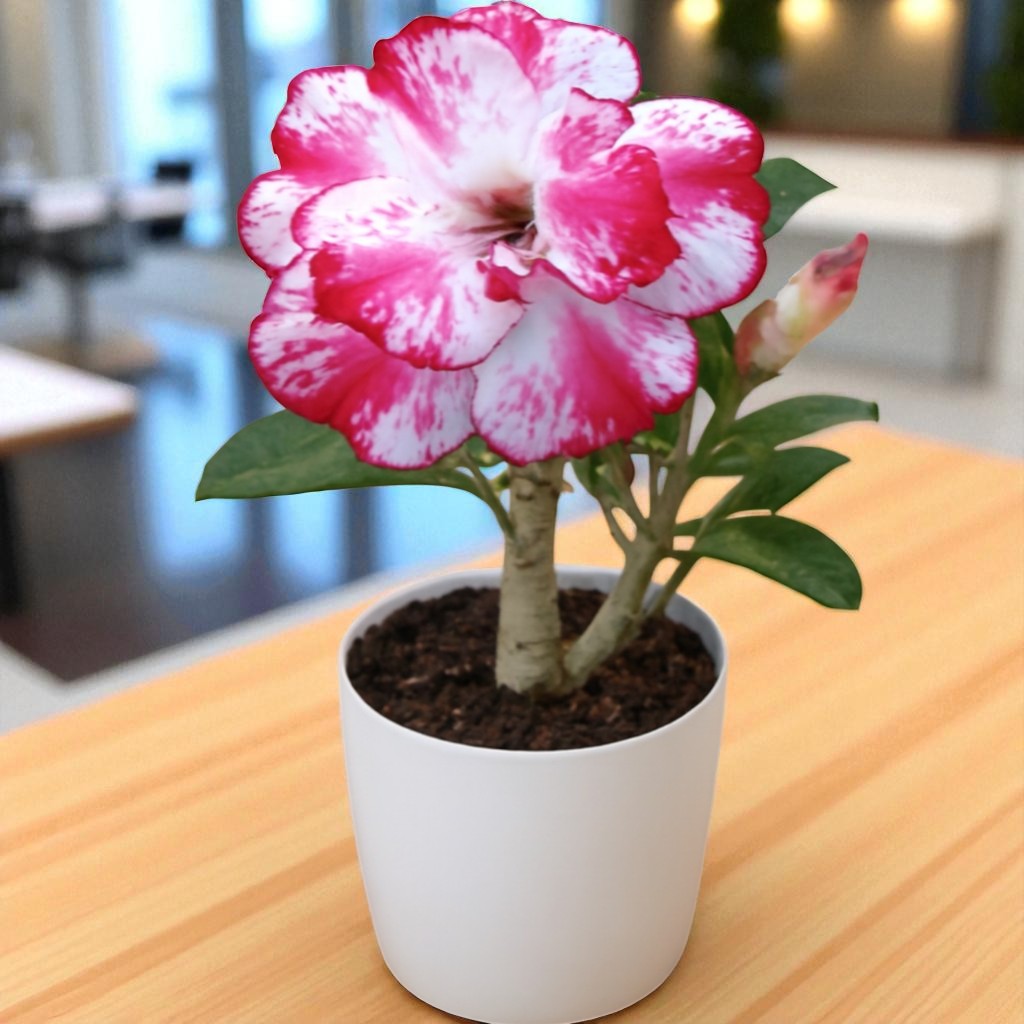 Adenium R167