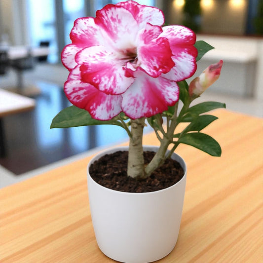 Adenium R167
