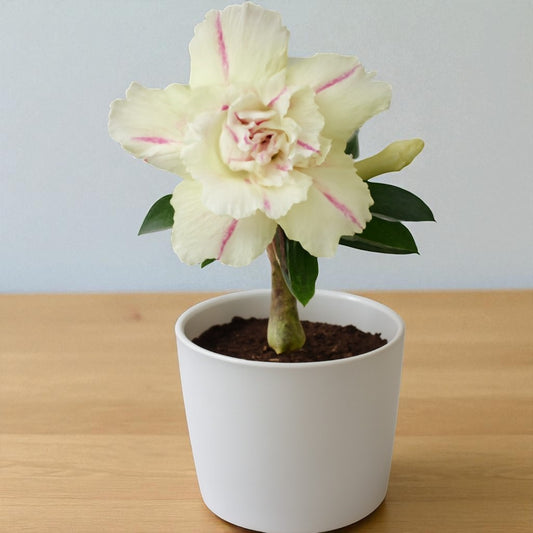 Adenium R175