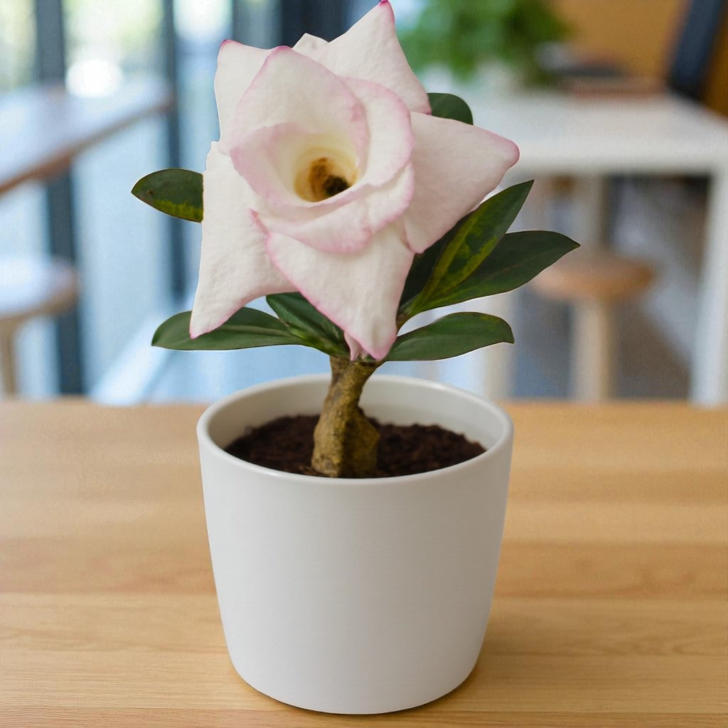 Adenium R176