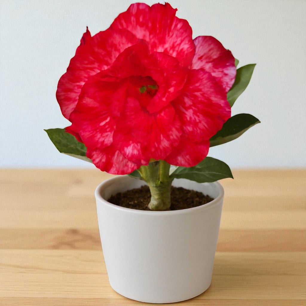 Adenium R177