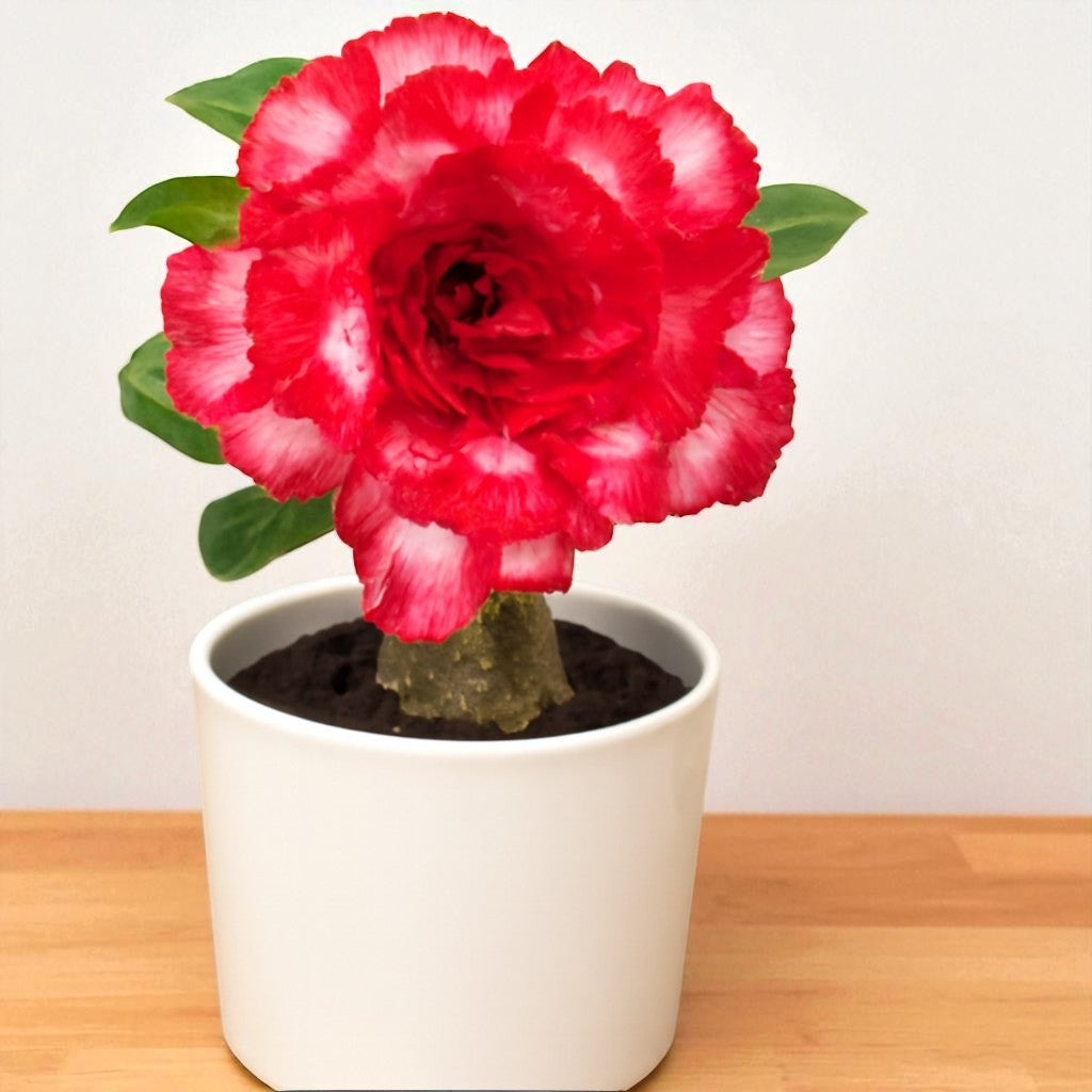 Adenium R185