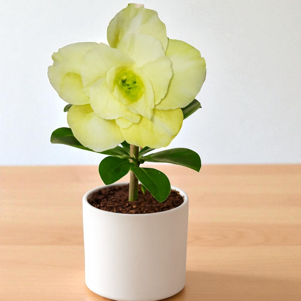 Adenium R186