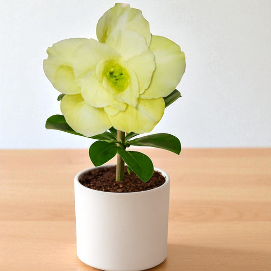 Adenium R186