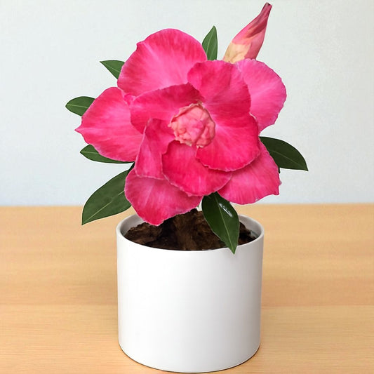 Adenium R189