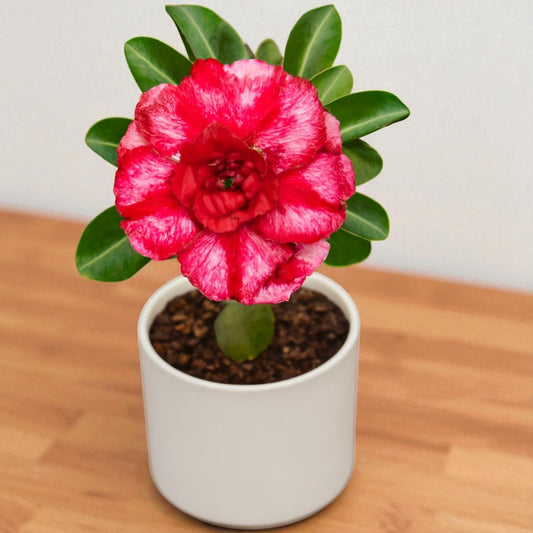 Adenium R191