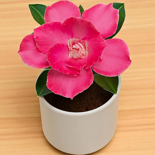 Adenium R192