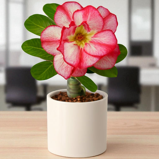 Adenium R193