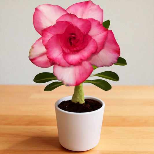 Adenium R194