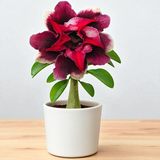 Adenium R195