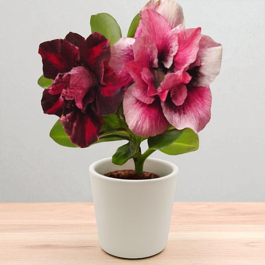 Adenium R199
