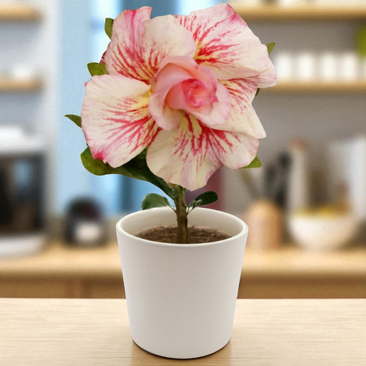 Adenium R201