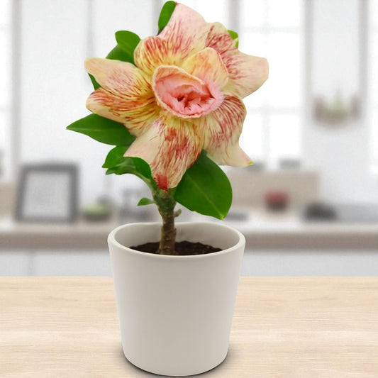 Adenium R202