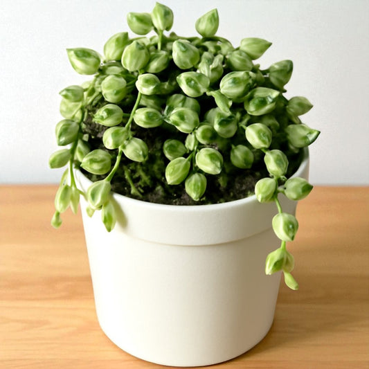 String Of Tears (Variegated)