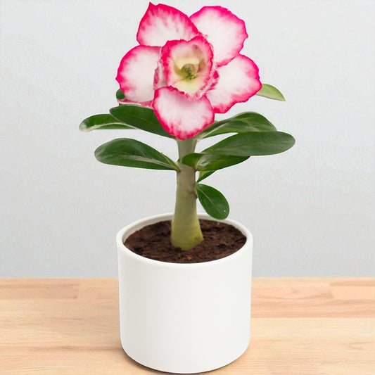 Adenium R204
